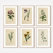 Set of 6 Antique￼ Repro￼ FLORAL ILLUSTRATION ART PRINTS picture Home - A4 Sized
