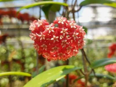  Hoya ilagiorum Size 4'' Pot Random+Phytosanitary Certificate 