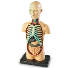 Learning Resources Human Body Anatomy Model
