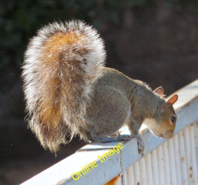 Photo 6x4 Grey Squirrel Ashton-Under-Lyne I encountered this squirrel on  c2013