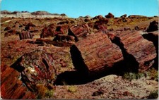 Petrified Trees in the Petrified Forest National Park Arizona Vintage Postcard
