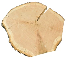 1 Live Edge Oak Extra Large Split Wood Cookie Slab  2" Thick 26"Diameter