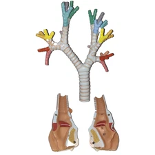 Anatomical Trachea & Larynx Model Set Teaching Model Multicolor Bronchial Tree
