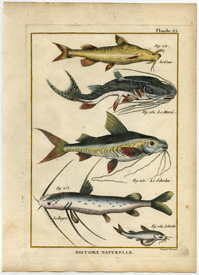 Antiker Fischdruck-Tigerschaufelnose-Wels-Mandi-Glyptothorax-Bonnaterre-1788