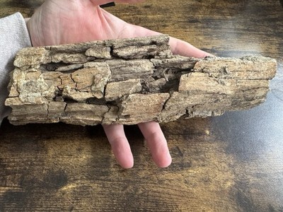 Dinosaurier Knochen Hell Creek Formation 20,0x6,8x3,9 cm 549g