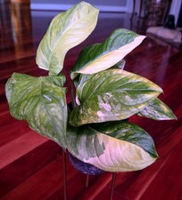 Rare Monstera Obliqua Mayuna Variegated 14" Tall Not Philodendron Anthurium
