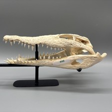 Original Krokodilschädel Crocodylus niloticu...
