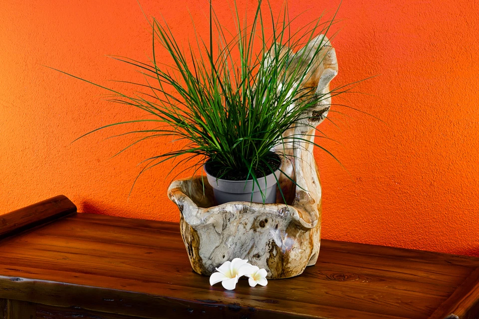 Wurzelholz Schale Übertopf Teak Holz Schale Orchideen Topf Dekoration Blumentopf - Bild 2 von 4