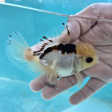 LIVE GOLDFISH LEMON HEAD PANDA FEMALE ORANDA 4.3" AAA In USA-EXACT FISH