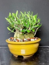 Olive Tree Bonsai - Yamadori Collected from California