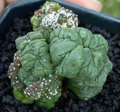 Sale Rare Plant Astrophytum asterias Cristata monstata WYSIWYG Own Root Garden