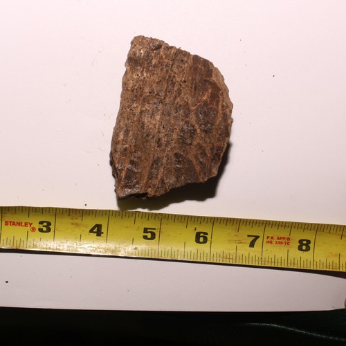 Triceratops Frill Fossil - Gorgeous Specimen - Hell Creek Formation Cretaceous - Picture 9 of 10