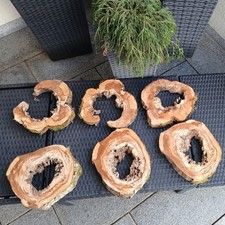 kernfaule gestockte hohle Apfelbaum Baumscheibe  ca. 25/30x4cm Holzscheibe DIY 
