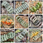 Haworthia truncata -Japan- mix x truncata f.variegata  10seeds harvest 2025