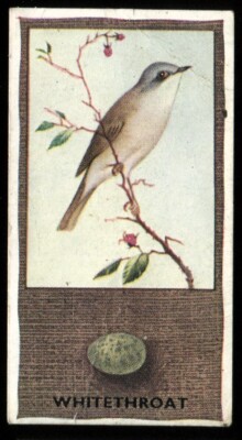Tabakkarte, Godfrey Phillips, BRITISH BIRDS & THEIR EGGS, 1936, Whitethroat, #24