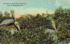 St. Petersburg Florida FL~Bird Key-Pelicans On Their Nests~1912 POSTCARD