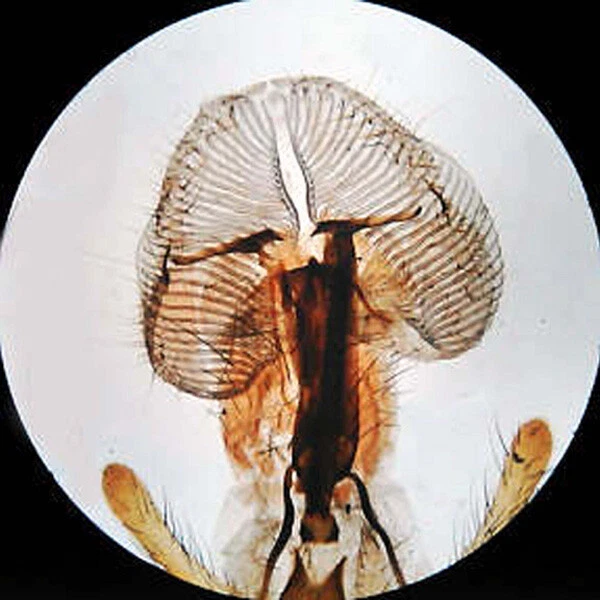 Juego de diapositivas de microscopio preparado para patología biología AmScope PS50A 50 Foto 4 de 4