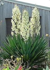 25+ Yucca seeds Adam's needle organic fall  harvest white hardy evergreen