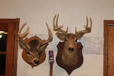 Vtg Pair Whitetail Deer Heads Shoulder Mounts Taxidermy Antler Hunt Mule Cape