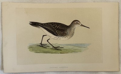 Brust Sandpiper Piro-Piro Brustpanzer Vögel Ornithologie Bird 1870 Morris