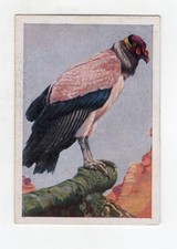 Cigarette Card c1930 Bird - King vulture