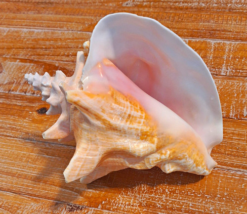 Rare Vintage Queen Conch Shell, 8" With No Harvest Hole Or Slit From Estate Sale
