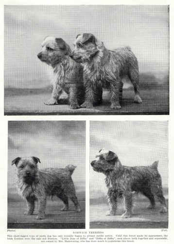 Norwich Terriers "Posing" - 1934 Vintage Dog Art "Photo" Print - CUSTOM MATTED
