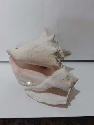 Lot Of 2 Natural Large Conch Shells Great Vintag Condition Beautiful 7 & 9'' 