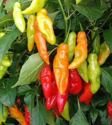 1.000+ Red Bird s Eye Chili Seedss (Capsicum frutescens) For Planting