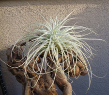 Large Tillandsia Tectorum Ecuador Fuzzy Air Plants