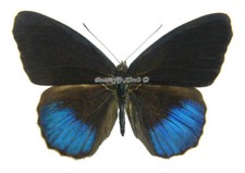 Mariposa/Nymphalidae sin montar - Eunica norica occia, macho, Perú