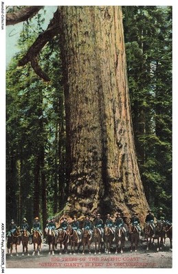 AXXP12-1274-ETATS-UNIS - Big Trees Of The Pacific Coast - Grizzly Giant Knit