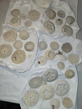 Handpicked Sand Dollars Lot of Many Shells Various Sizes Beach Decor