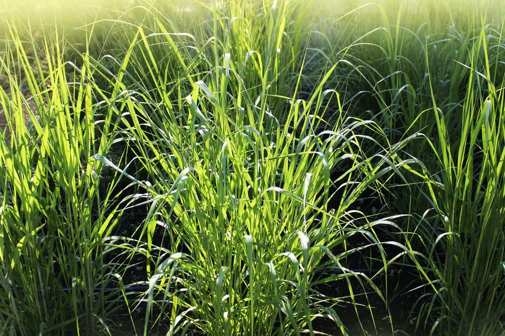 Frosted Explosion Grass 30 Seeds Panicum Elegans Dramatic Grass