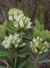 Round Headed Bush Clover Seeds for Planting (50 Seeds) - Lespedeza capitata