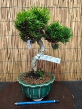 Bonsai di Pino Thumbergii Senijumaru h 37cm Visita il mio negozio!