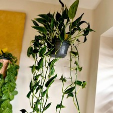 ❗️RARE❗️1 x Shangri La Pothos cutting 4cm+ | ROOTED | Epipremnum READ INFO