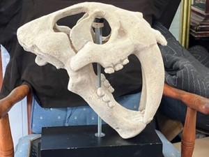 Vintage Polystone Resin Smilodon Sabertooth Tiger Skull Replica w/Display Stand