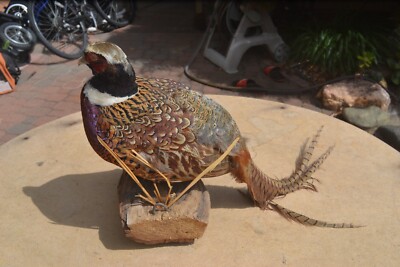 RINGNECK PHEASANT ROOSTER - STANDING ON LOG - MOUNT - TAXIDERMY
