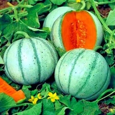 10 Charentais Melon Cantaloupe Seeds NON~GMO Organic RARE HYBRID Garden Fruit