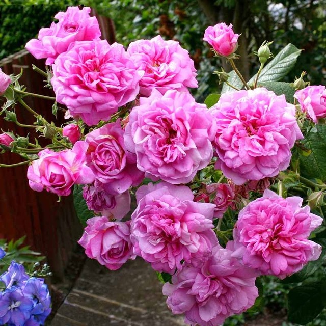 Heirloom Pink Damask Rose Bush Flower Seeds 10 Seeds/Bag