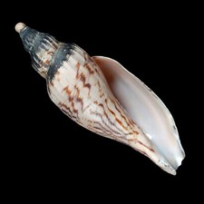 Volutoidea-0057 Fulgoraria hamillei 111mm RARE FROM TAIWAN