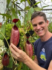 Nepenthes (veitchii x lowii) x aristolochioides – assorted clones: BE-4550 SMALL
