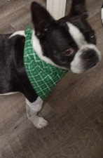Dog Bandana, Tie On, Christmas, Green Plaid, St. Patrick's Day XS, S, M, L