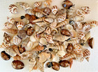 Assorted Mixed Seashells Sea Shells Best Price Us Seller Free Ship!