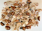 Assorted Mixed Seashells Sea Shells Best Price !