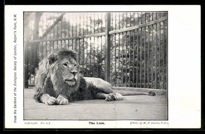 Ansichtskarte London, Gardens of the Zoological Society, The Lion 