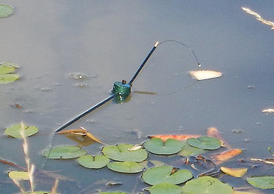 Carp Float Fishing float for carp that wards off birds.  Surface bait presenter.