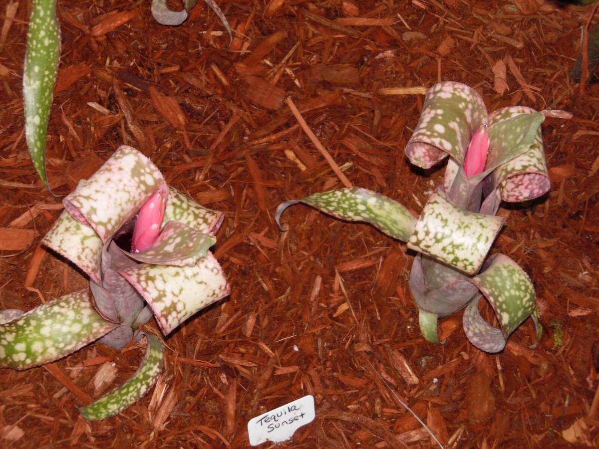 Billbergia TEQUILA SUNSET Bromeliad one tropical plant *TALL* | eBay