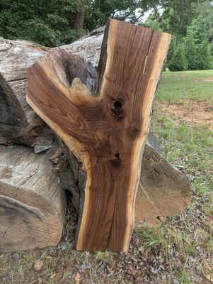 Black Walnut Slab (Live Edge) (thick slab) Very Nice (Crotch slab)